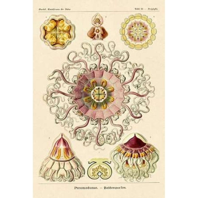 Haeckel Nature Illustrations: Jelly Fish Poster Print by Ernst Haeckel-VARPDX449724 Image 1