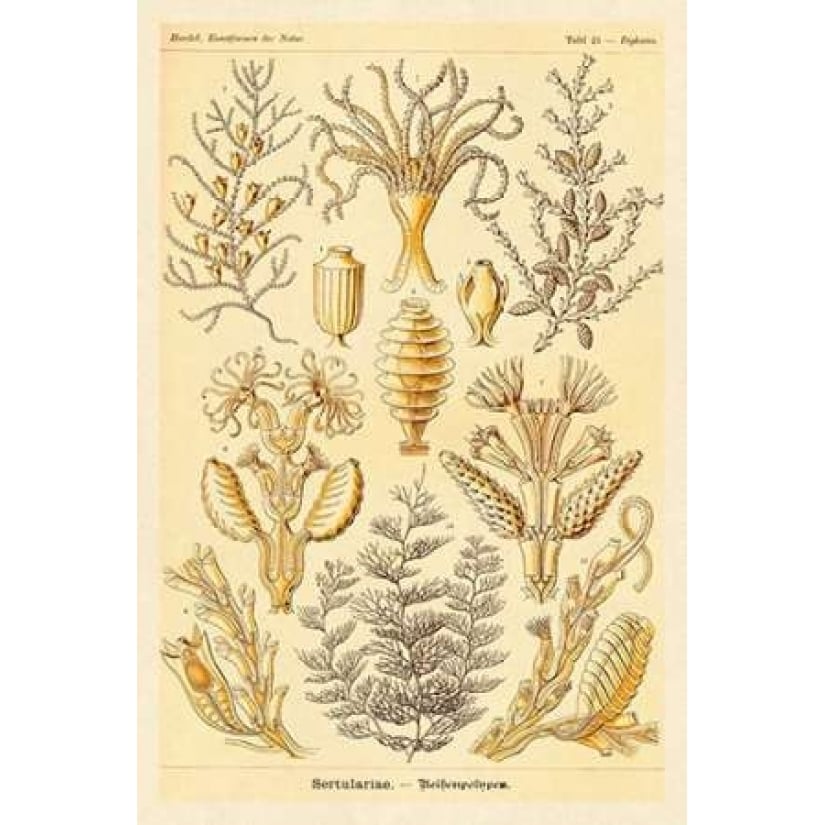 Haeckel Nature Illustrations: Sertulariae Poster Print by Ernst Haeckel-VARPDX449728 Image 2