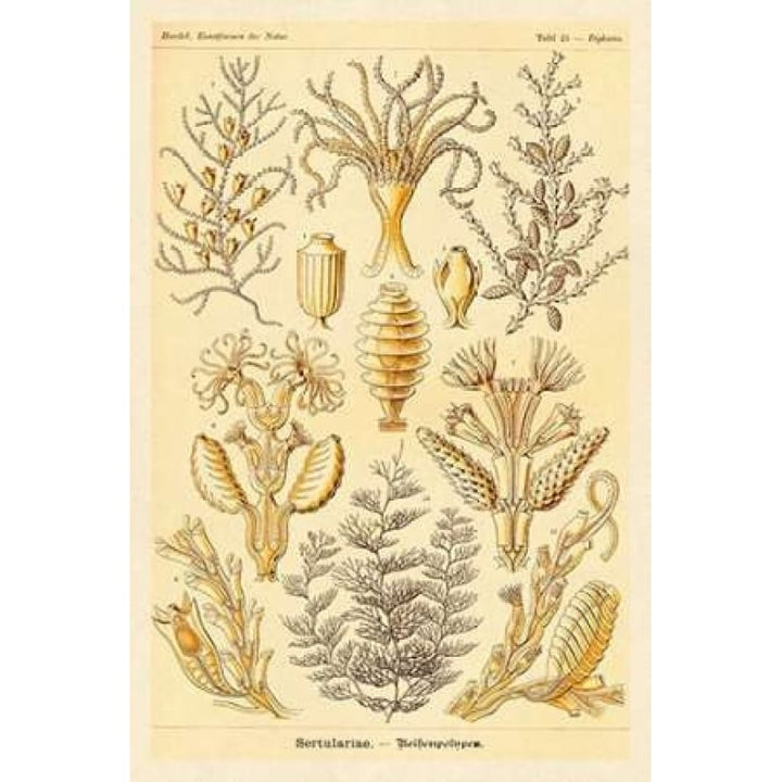 Haeckel Nature Illustrations: Sertulariae Poster Print by Ernst Haeckel-VARPDX449728 Image 1