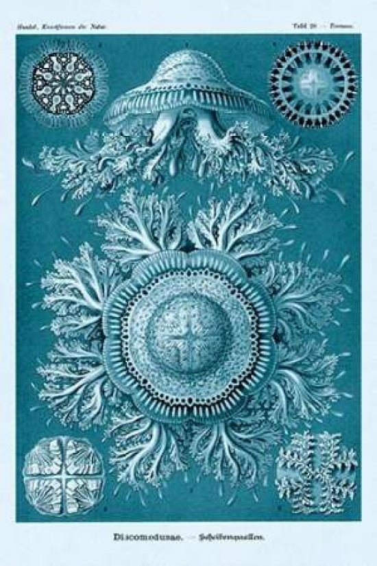 Haeckel Nature Illustrations: Jelly Fish - Blue-Green Tint Poster Print by Ernst Haeckel-VARPDX449748 Image 1