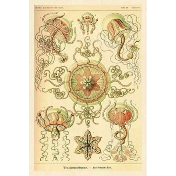 Haeckel Nature Illustrations: Trachomedusae - Jellyfish Poster Print by Ernst Haeckel-VARPDX449734 Image 2