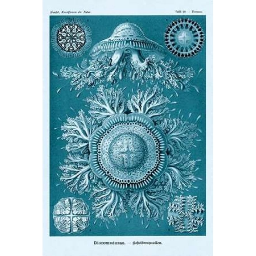 Haeckel Nature Illustrations: Jelly Fish - Blue-Green Tint Poster Print by Ernst Haeckel-VARPDX449748 Image 2