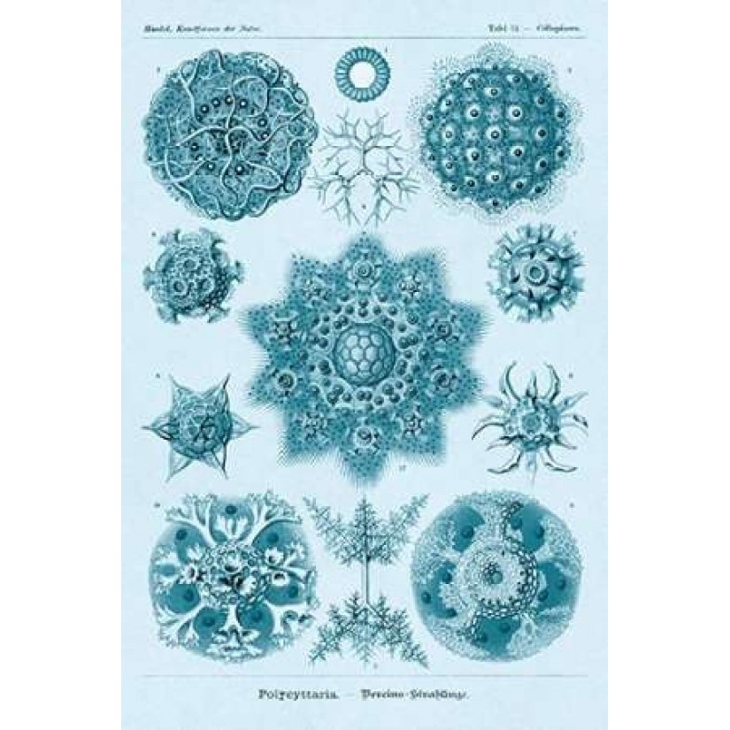 Haeckel Nature Illustrations: Polycytaria Radiolaria - Blue-Green Tint Poster Print by Ernst Haeckel-VARPDX449749 Image 1