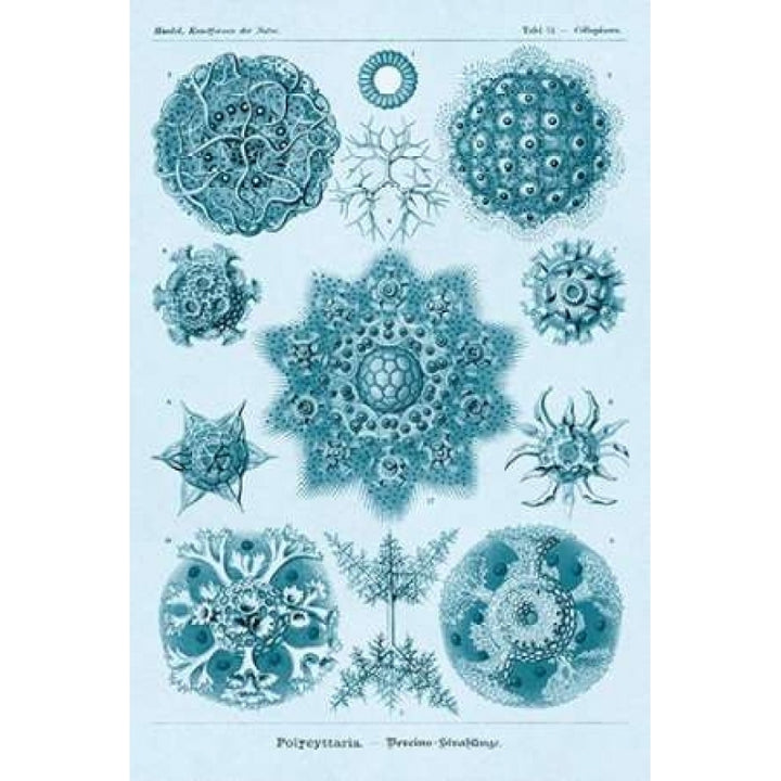 Haeckel Nature Illustrations: Polycytaria Radiolaria - Blue-Green Tint Poster Print by Ernst Haeckel-VARPDX449749 Image 2