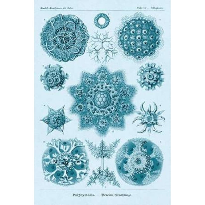 Haeckel Nature Illustrations: Polycytaria Radiolaria - Blue-Green Tint Poster Print by Ernst Haeckel-VARPDX449749 Image 1