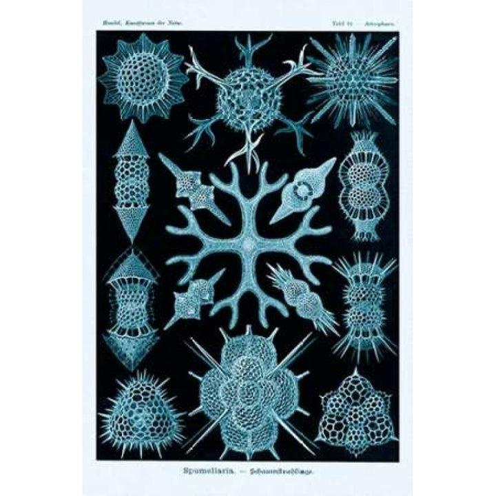 Haeckel Nature Illustrations: Spumellaria - Blue-Green Tint Poster Print by Ernst Haeckel-VARPDX449751 Image 2