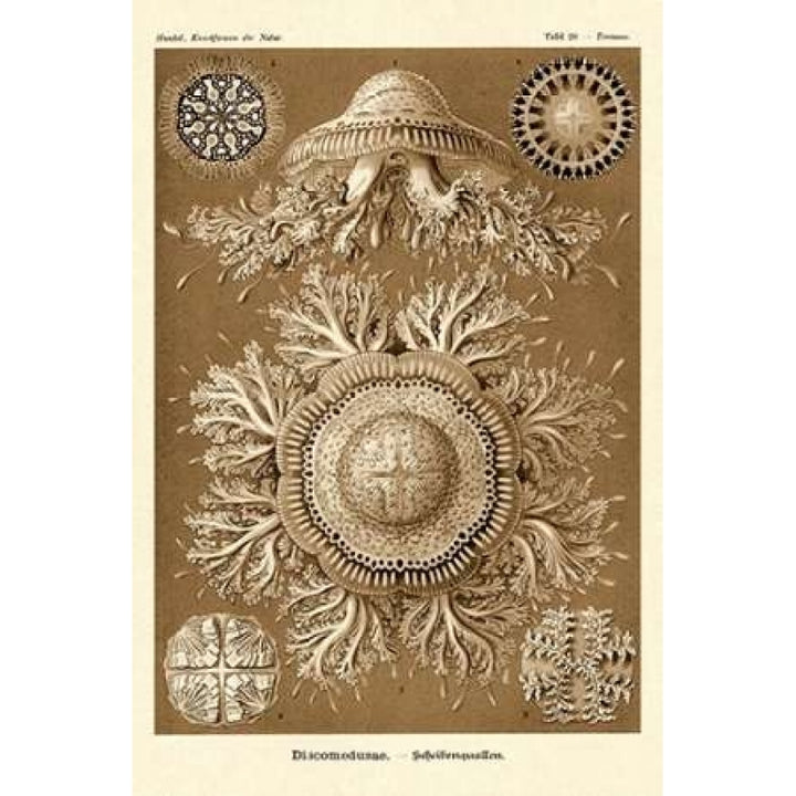 Haeckel Nature Illustrations: Jelly Fish - Sepia Tint Poster Print by Ernst Haeckel-VARPDX449737 Image 1