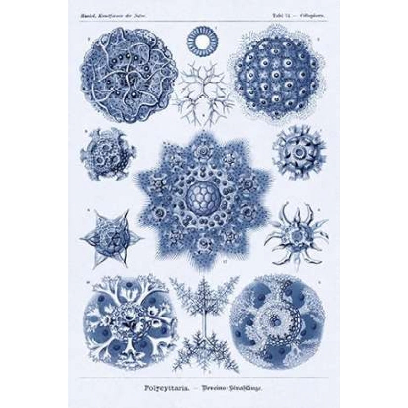 Haeckel Nature Illustrations: Siphoneae Hydrozoa - Dark Blue Tint Poster Print by Ernst Haeckel-VARPDX449762 Image 1