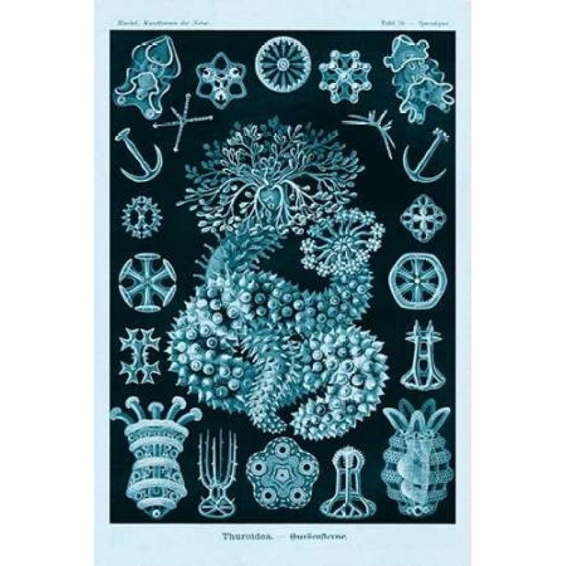 Haeckel Nature Illustrations: Sea Cucumbers - Blue-Green Tint Poster Print by Ernst Haeckel-VARPDX449753 Image 2