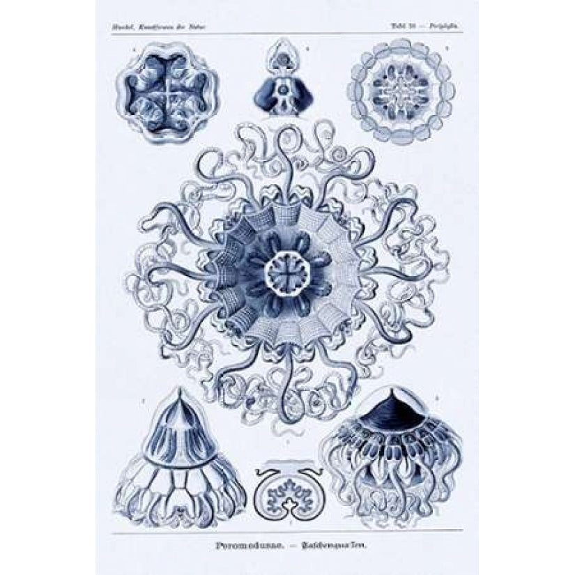 Haeckel Nature Illustrations: Polycytaria Radiolaria - Dark Blue Tint Poster Print by Ernst Haeckel-VARPDX449761 Image 1