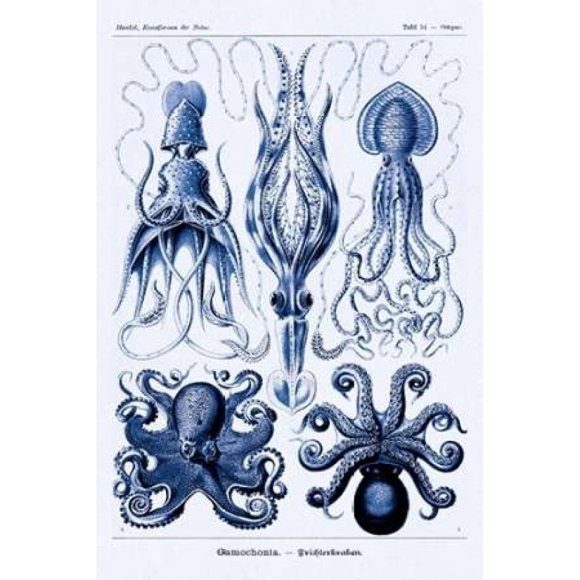 Haeckel Nature Illustrations: Jelly Fish - Dark Blue Tint Poster Print by Ernst Haeckel-VARPDX449760 Image 1