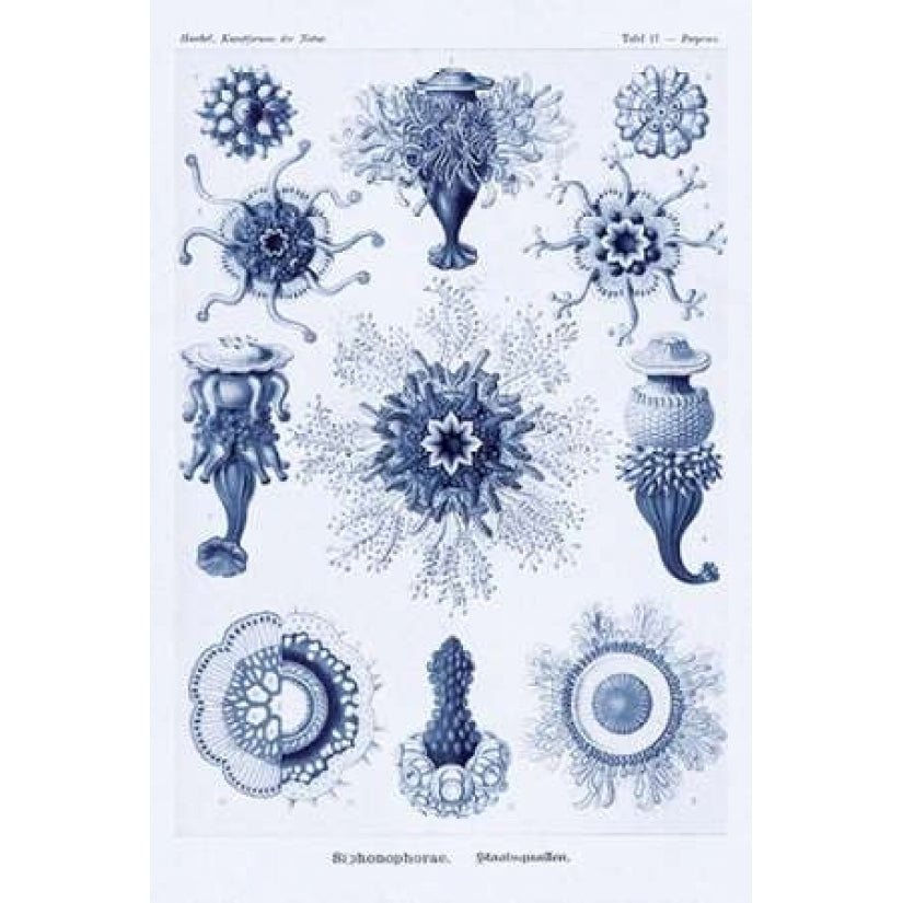 Haeckel Nature Illustrations: Siphoneae Hydrozoa - Dark Blue Tint Poster Print by Ernst Haeckel-VARPDX449764 Image 1