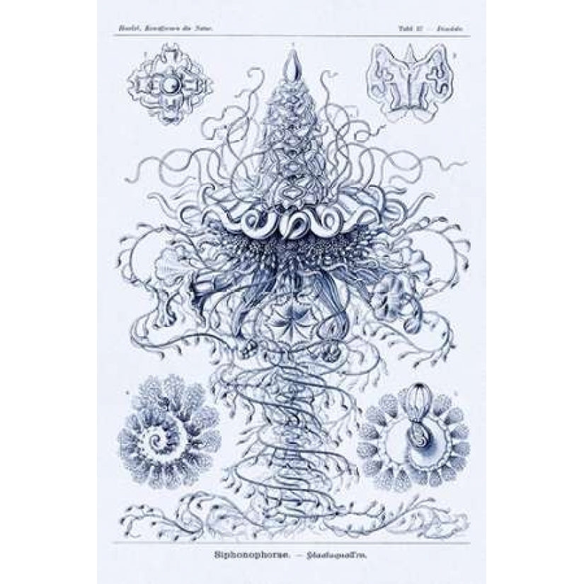 Haeckel Nature Illustrations: Tubularida - Tubularians - Dark Blue Tint Poster Print by Ernst Haeckel-VARPDX449766 Image 1