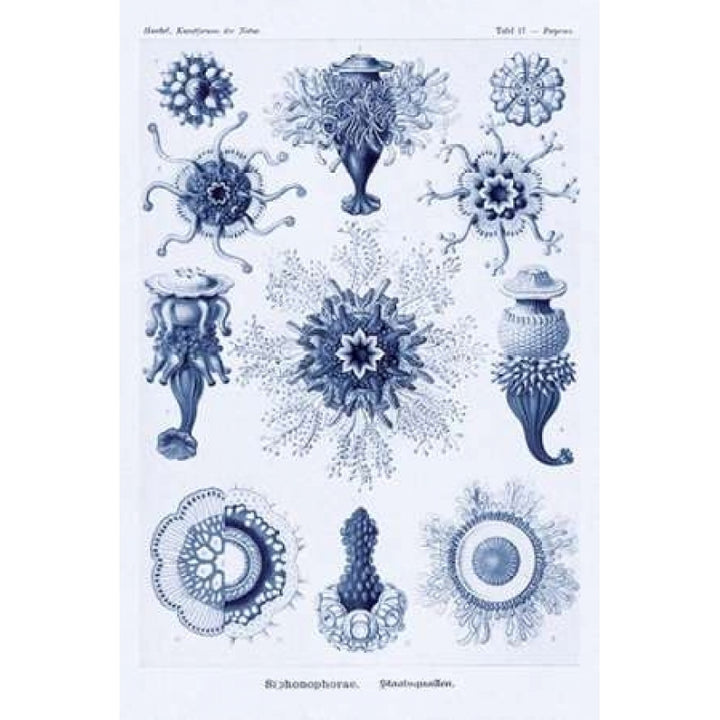 Haeckel Nature Illustrations: Siphoneae Hydrozoa - Dark Blue Tint Poster Print by Ernst Haeckel-VARPDX449764 Image 2