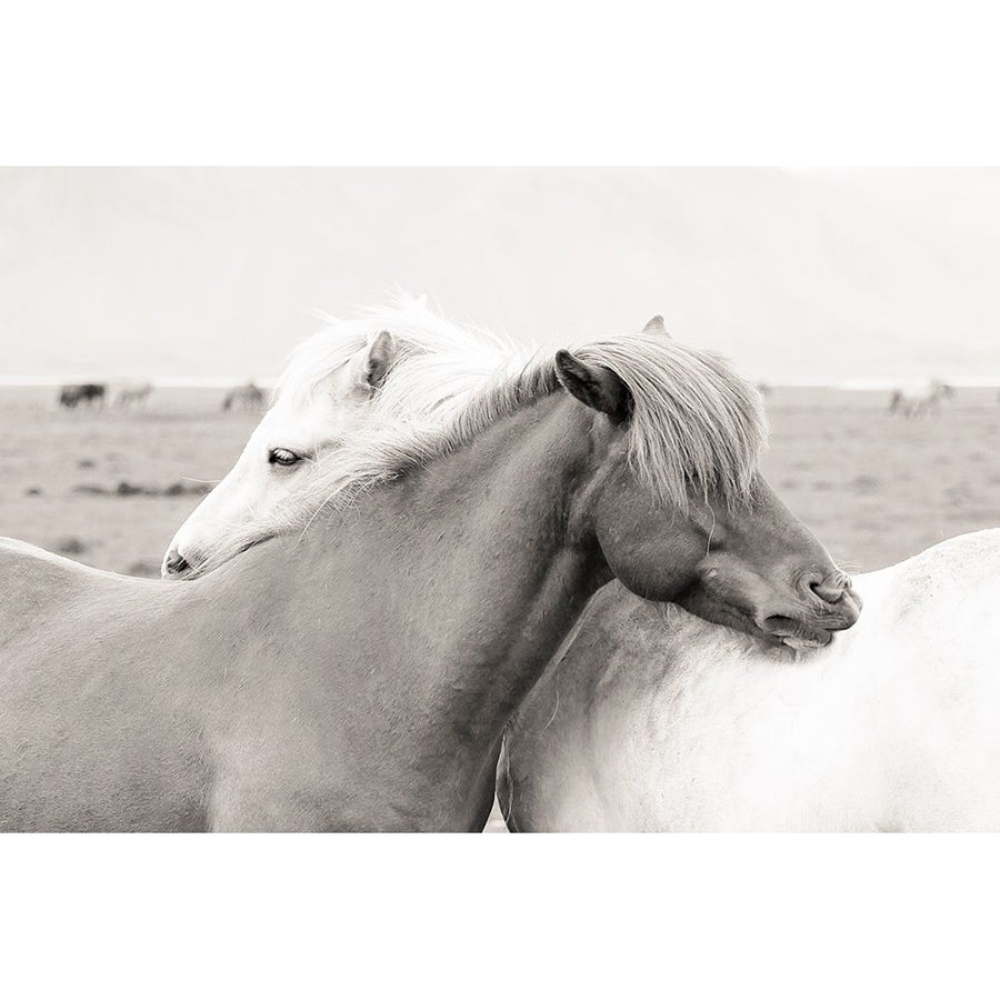 Icelandic Meadow Horses by Danita Delimont-VARPDX45134 Image 1