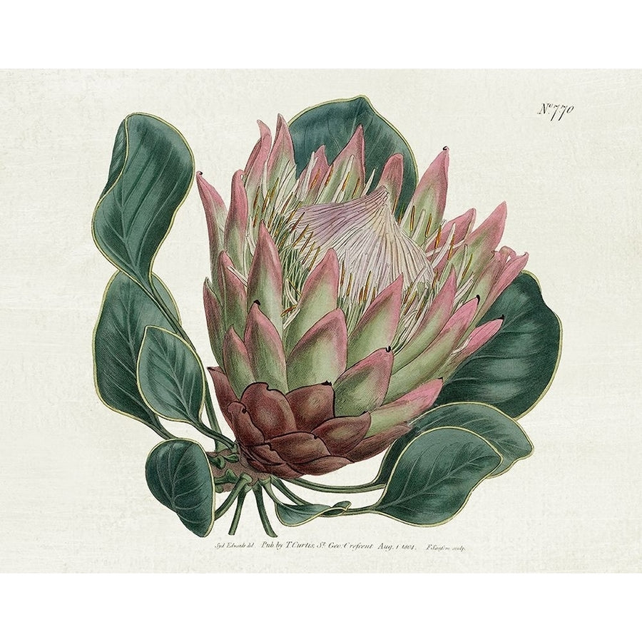 Protea N70 by Kelly Donovan-VARPDX45201 Image 1