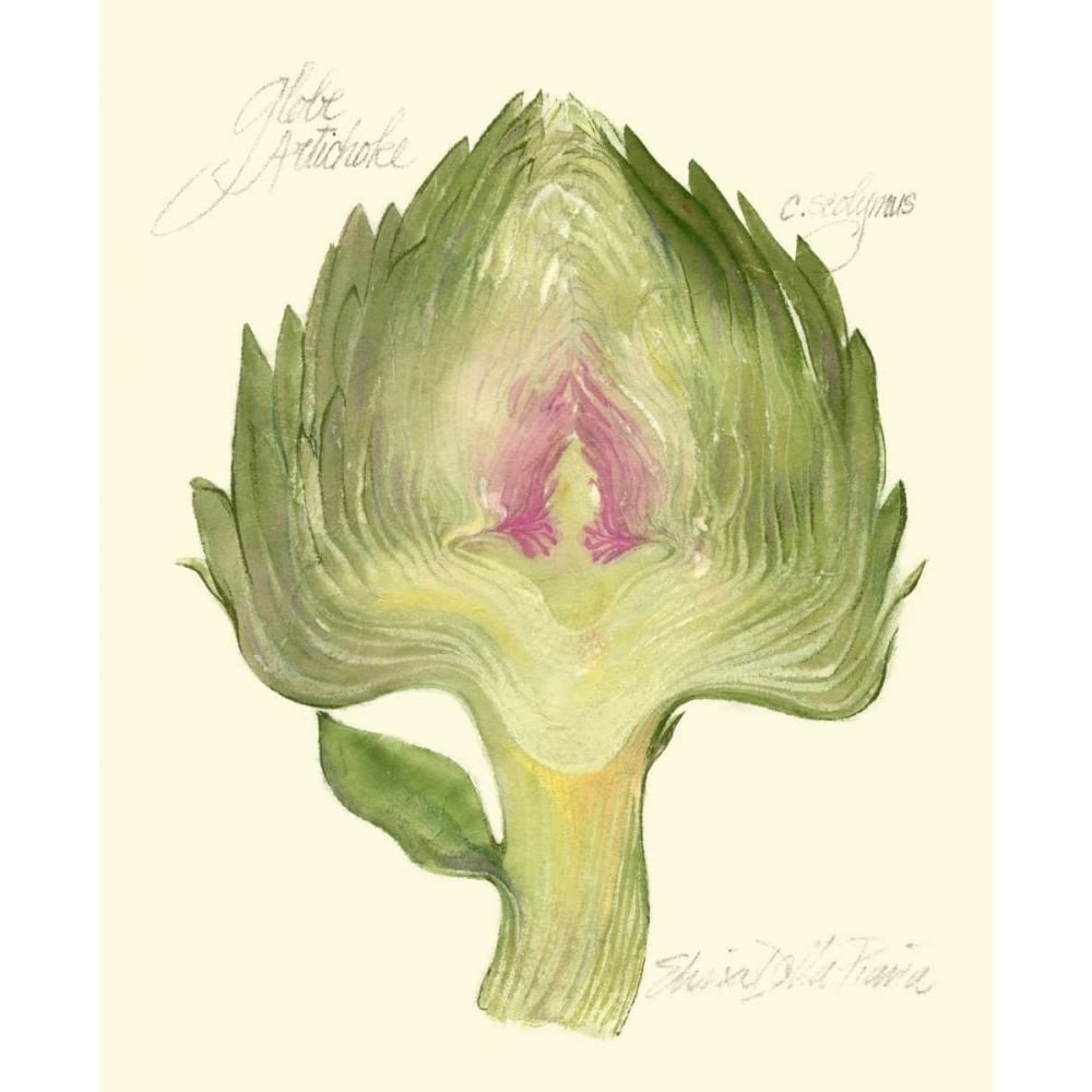 Globe Artichoke Poster Print - Elissa Della-Piana-VARPDX45218D Image 1