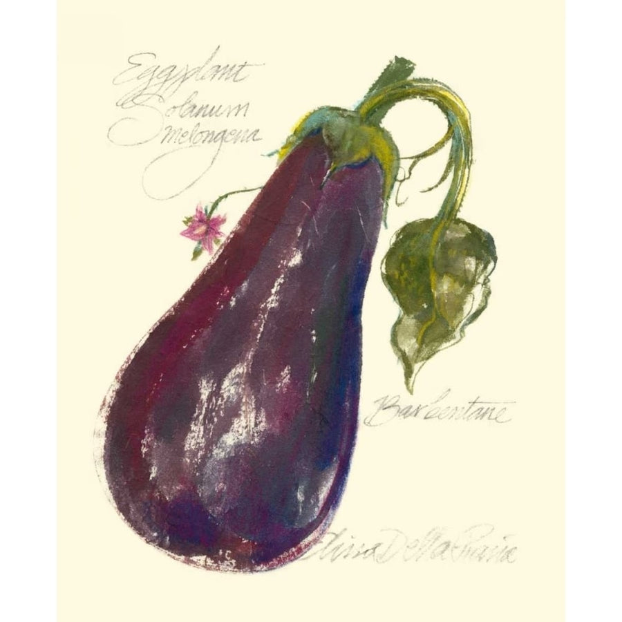 Eggplant Solanum Melongena Poster Print - Elissa Della-Piana-VARPDX45223D Image 1