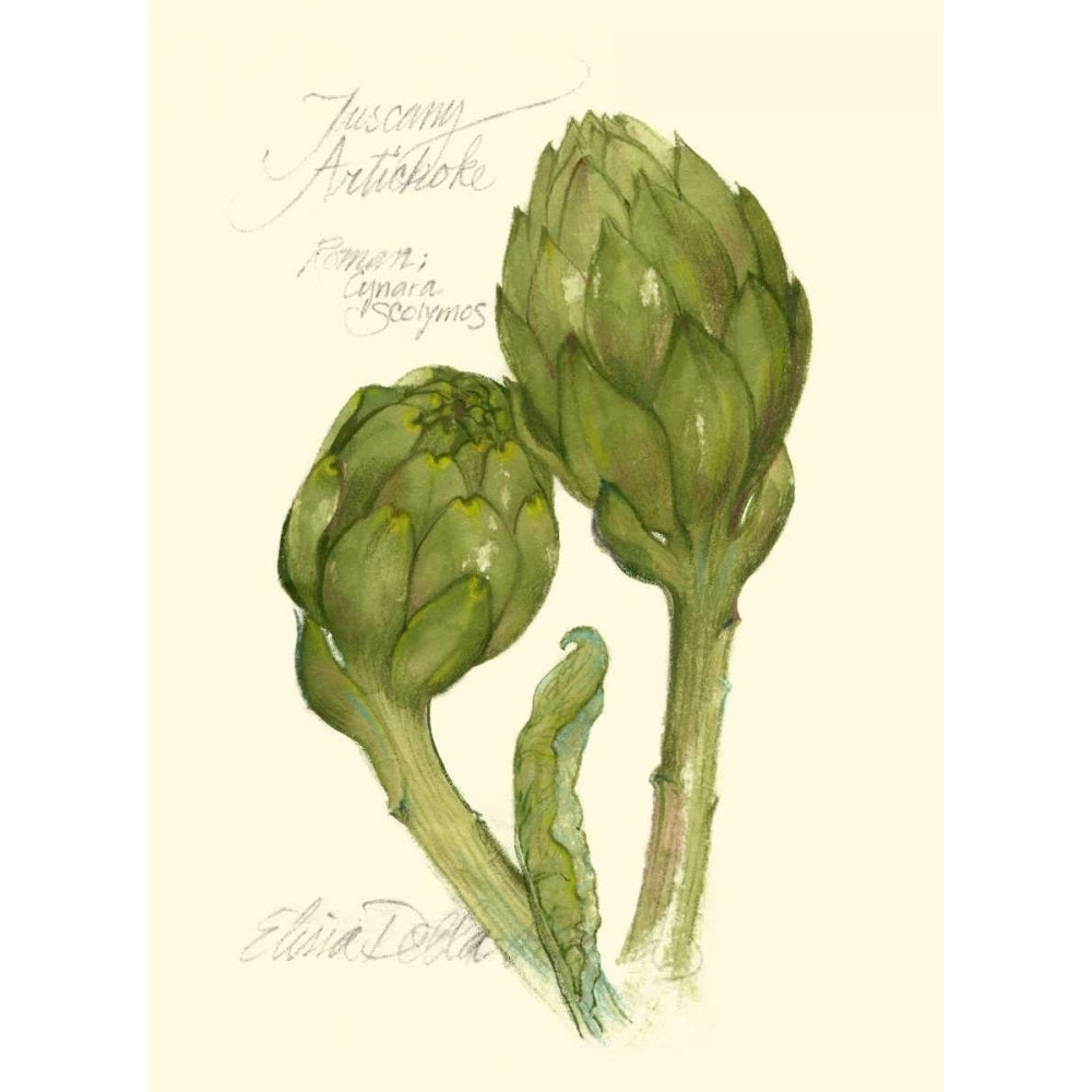 Tuscany Artichoke Poster Print - Elissa Della-Piana-VARPDX45217D Image 1