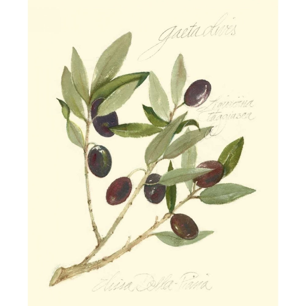 Gaeta Olives Poster Print - Elissa Della-Piana-VARPDX45220D Image 1