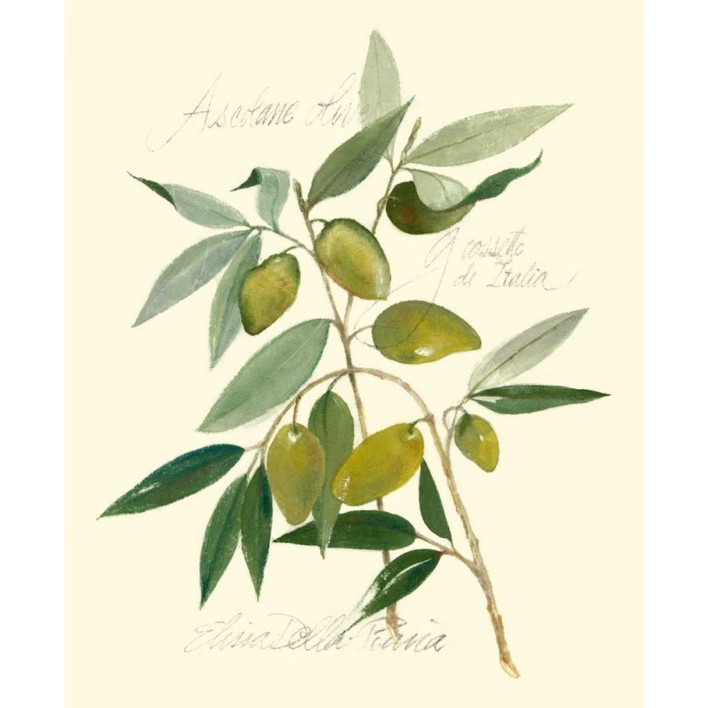 Ascolane Olives Poster Print - Elissa Della-Piana-VARPDX45219D Image 1