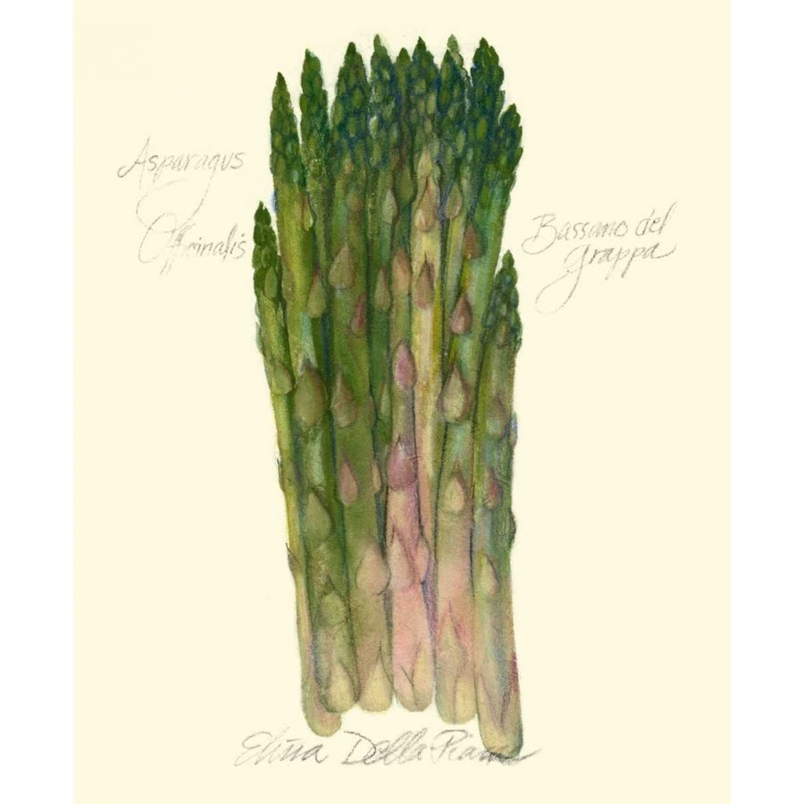 Asparagus Officinalis Poster Print - Elissa Della-Piana-VARPDX45221D Image 1