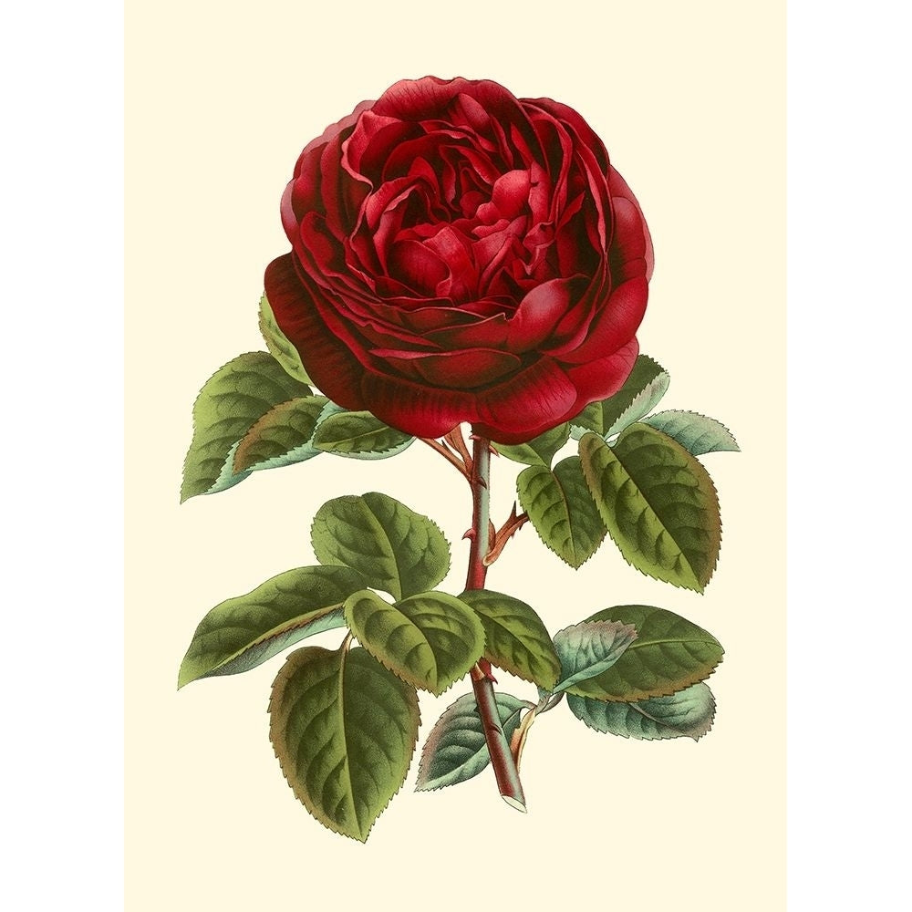 Magnificent Rose III Poster Print - Houtte Van-VARPDX45227D Image 1