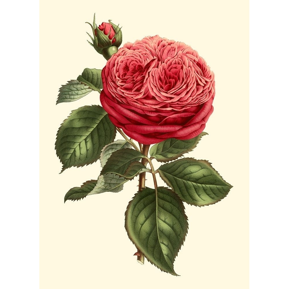 Magnificent Rose V Poster Print - Houtte Van-VARPDX45229D Image 1