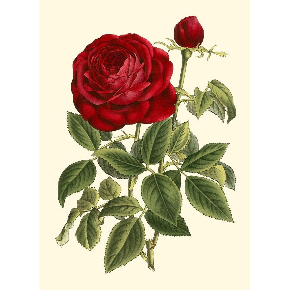 Magnificent Rose IV Poster Print - Houtte Van-VARPDX45228D Image 1