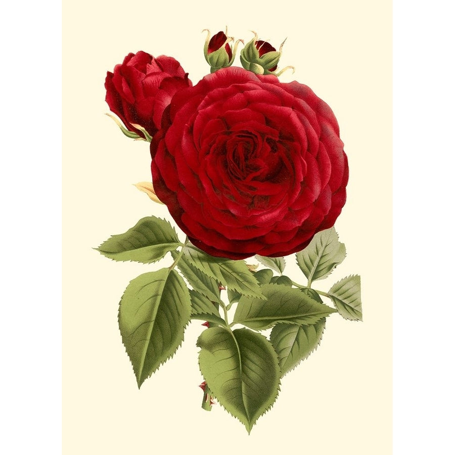 Magnificent Rose I Poster Print - Houtte Van-VARPDX45225D Image 1