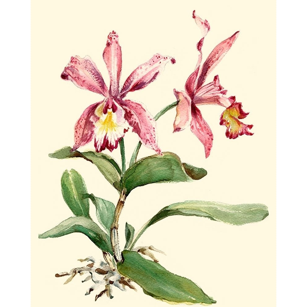 Pink Cattleya Orchid Poster Print - Joy Waldman-VARPDX45318D Image 1