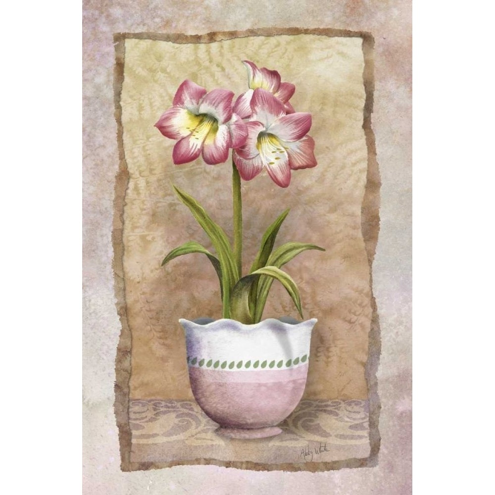 Spring Amaryllis Poster Print - Abby White-VARPDX45316D Image 1