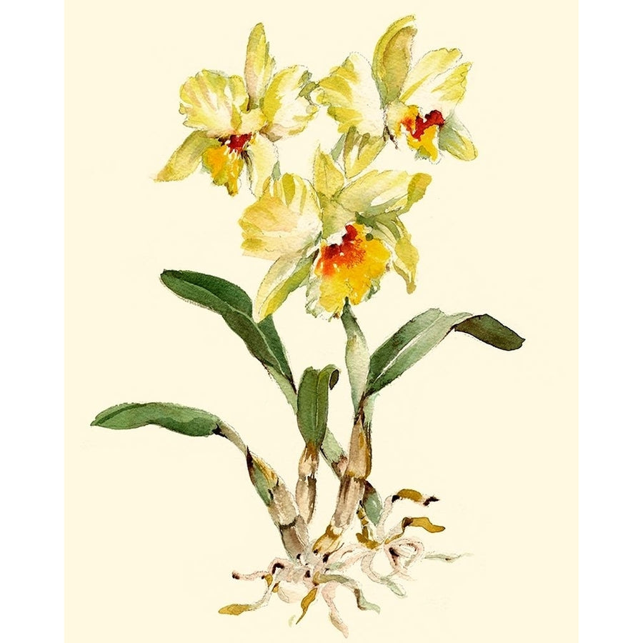 Yellow Cattleya Orchid Poster Print - Joy Waldman-VARPDX45319D Image 1