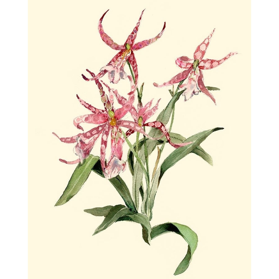 Mittassia Hybrid Orchid Poster Print - Joy Waldman-VARPDX45323D Image 1