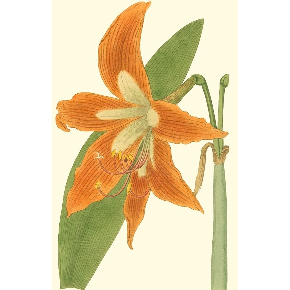 Lily Varieties II Poster Print - Curtis-VARPDX45329D Image 1