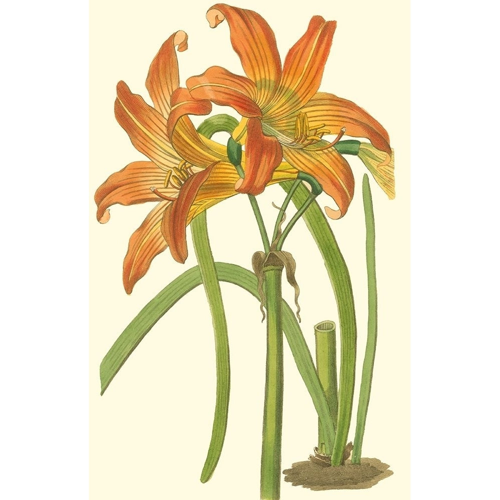 Lily Varieties IV Poster Print - Curtis-VARPDX45331D Image 1