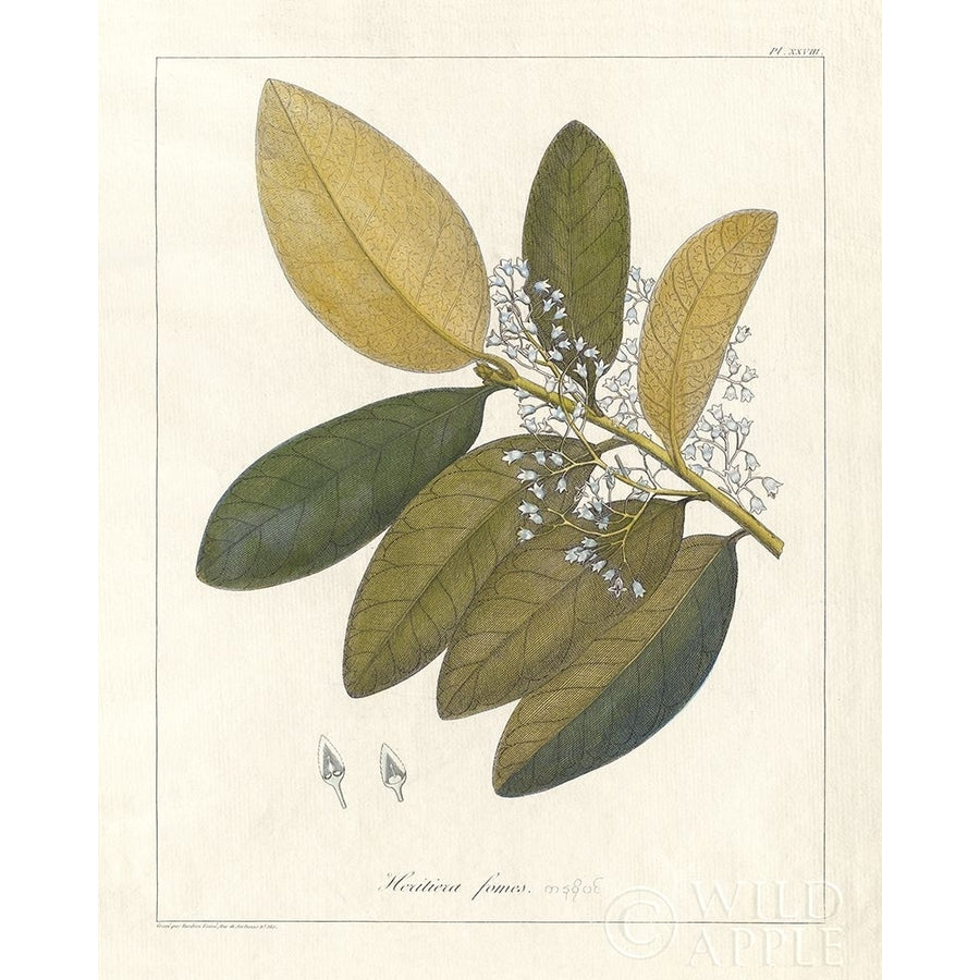 Botanical Heritiera v2 Poster Print by Wild Apple Portfolio-VARPDX45386 Image 1