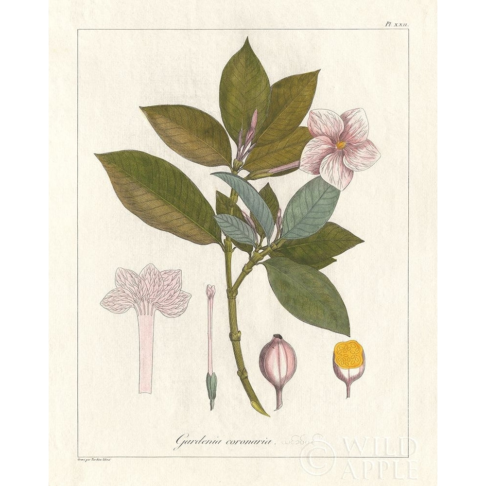 Botanical Gardenia v2 Poster Print by Wild Apple Portfolio-VARPDX45385 Image 1