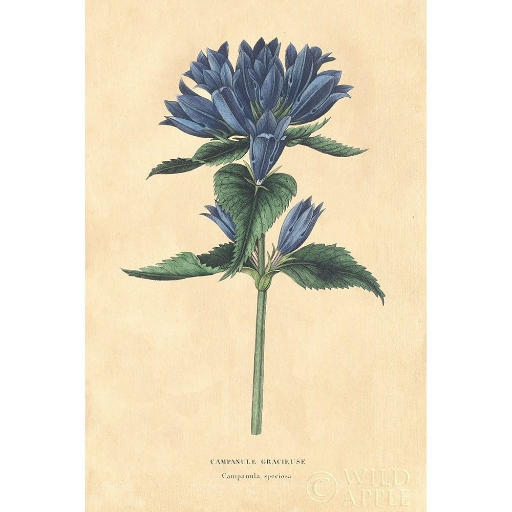 Campanula Vintage Poster Print by Wild Apple Portfolio-VARPDX45390 Image 1