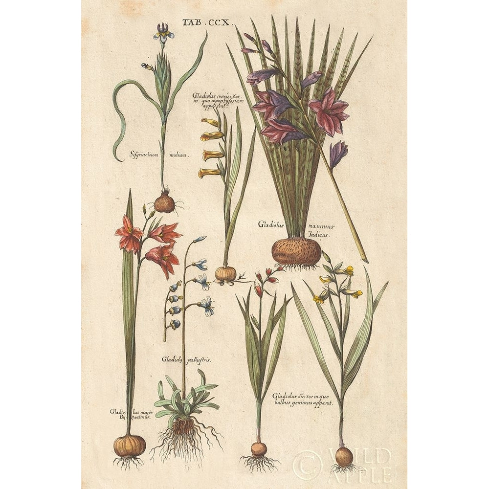 Vintage Florilegium III Poster Print by Wild Apple Portfolio-VARPDX45409 Image 1