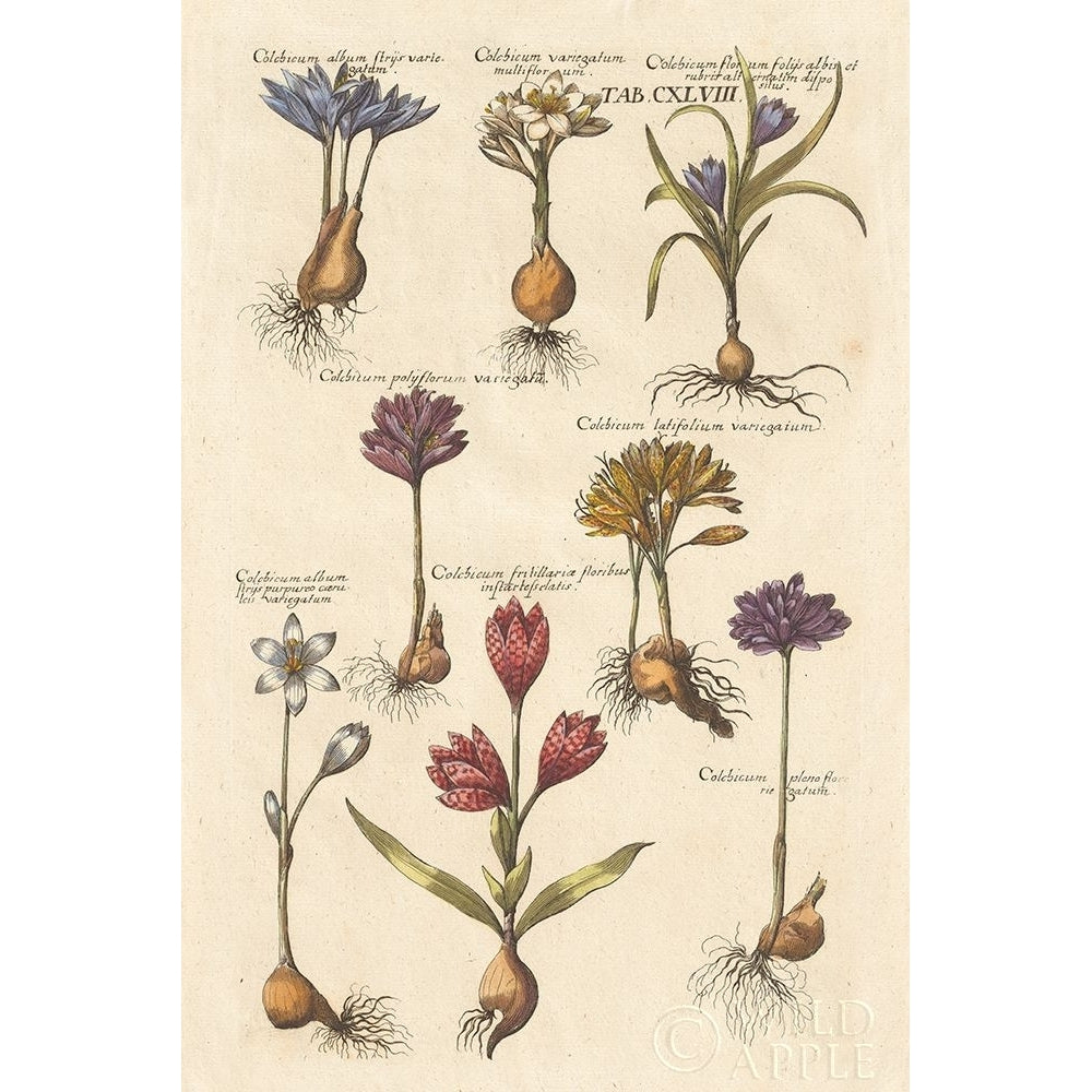 Vintage Florilegium I Poster Print by Wild Apple Portfolio-VARPDX45407 Image 1