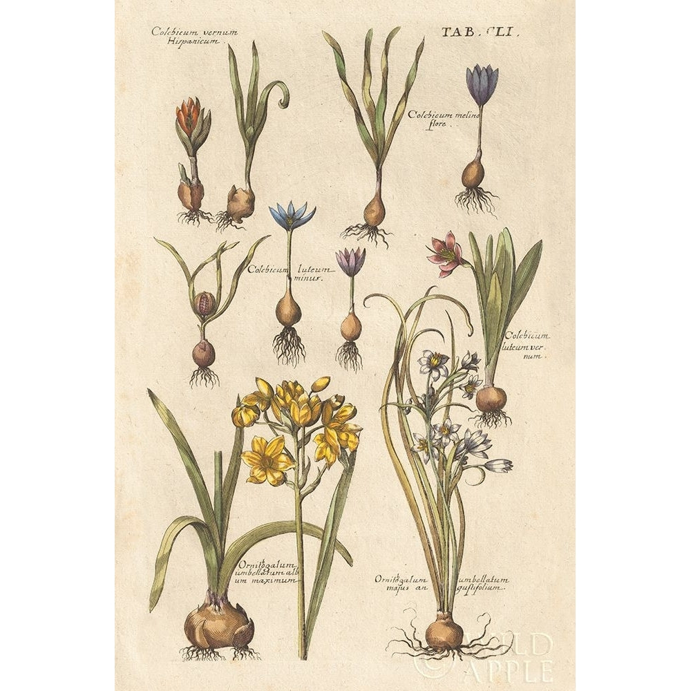 Vintage Florilegium II Poster Print by Wild Apple Portfolio-VARPDX45408 Image 1