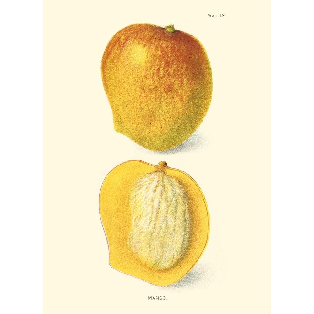 Mango Poster Print - Unknown-VARPDX45452D Image 1