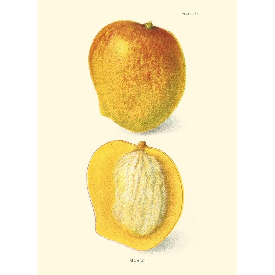 Mango Poster Print - Unknown-VARPDX45452D Image 1