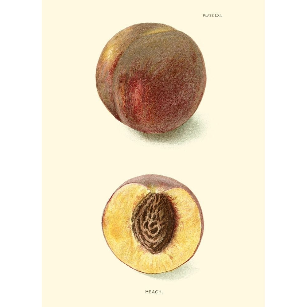 Peach Poster Print - Unknown-VARPDX45451D Image 1