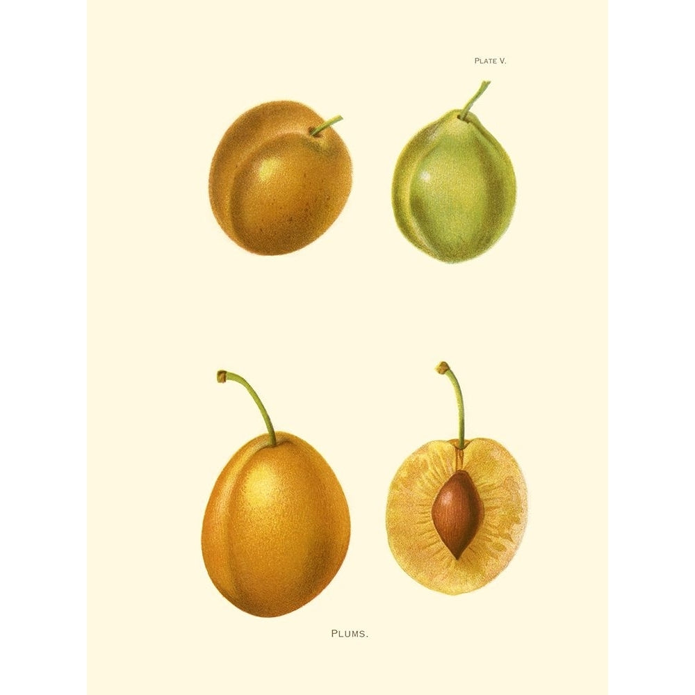 Plums I Poster Print - Unknown-VARPDX45455D Image 1