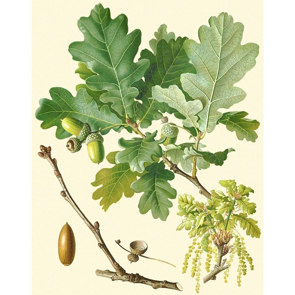 Acorns and Foliage II Poster Print - Studio Vision-VARPDX45474D Image 1