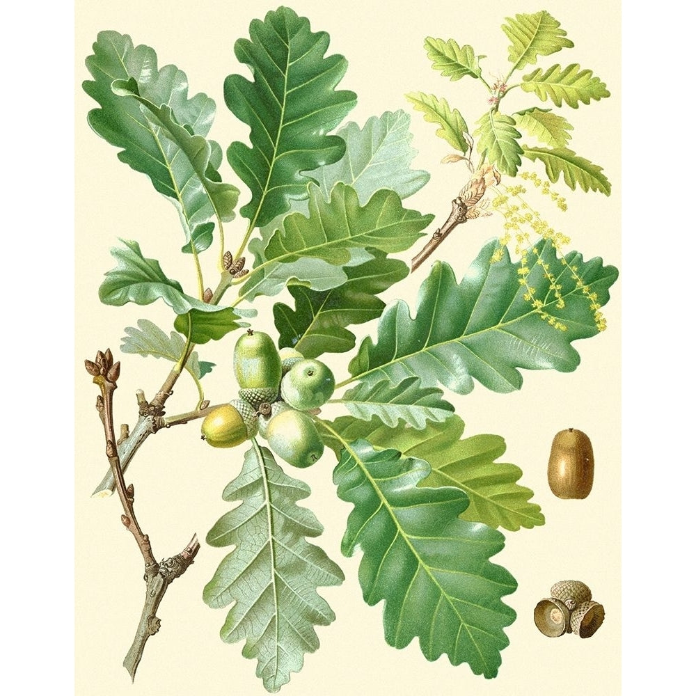 Acorns and Foliage I Poster Print - Studio Vision-VARPDX45473D Image 1