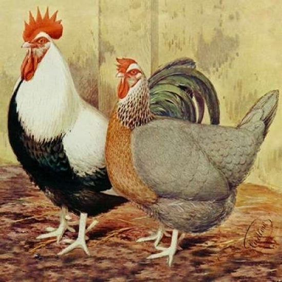 Chickens: Silver-Grey Dorkings Poster Print by Lewis Wright-VARPDX454832 Image 2