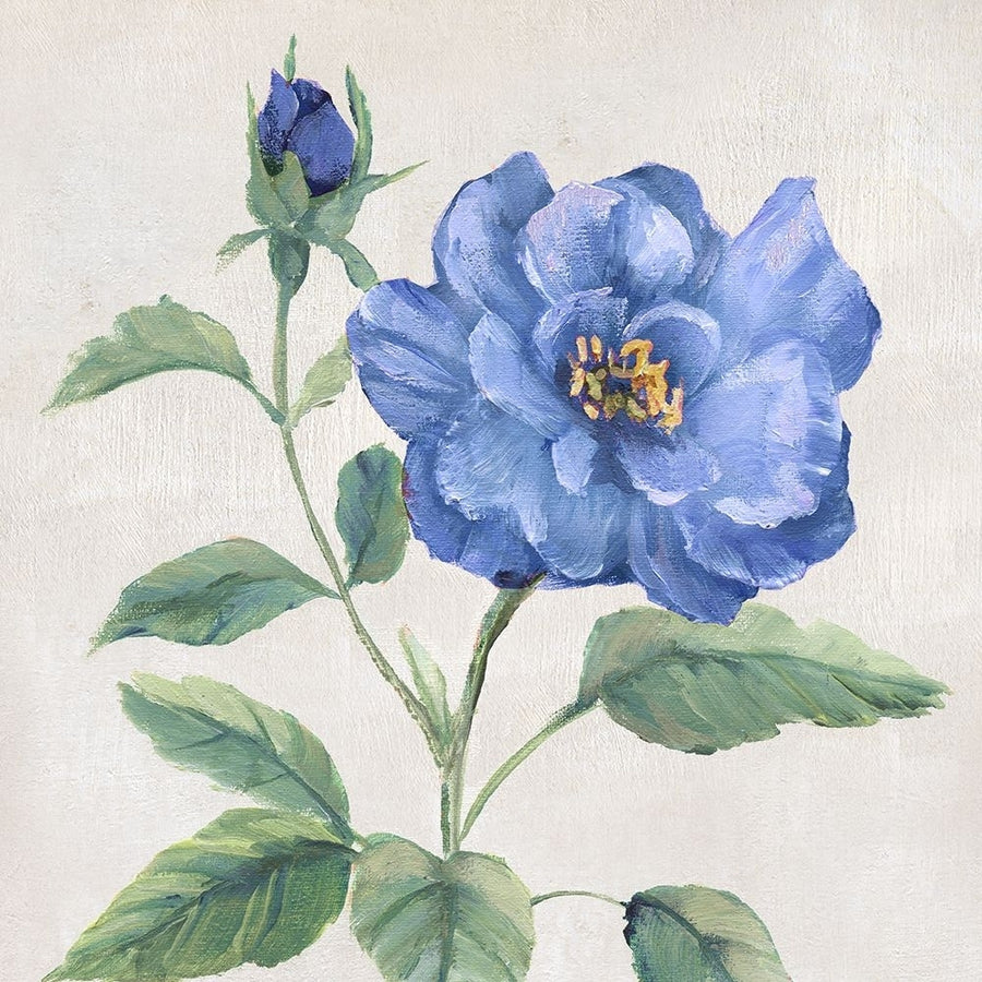 Blue Grandiflora II Poster Print - Nan-VARPDX45527 Image 1